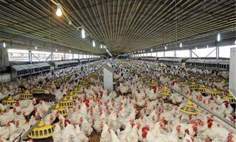 با ۲.۵ میلیارد تومان وارد صنعت مرغداری گوشتی شوید