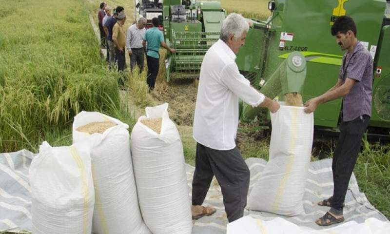 ممنوعیت توزیع برنج وارداتی تا پایان فصل برداشت ابلاغ شد