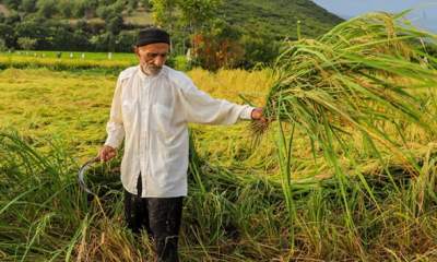 برداشت سنتی برنج در مزارع گرگان  <img src="/images/picture_icon.gif" width="16" height="13" border="0" align="top">