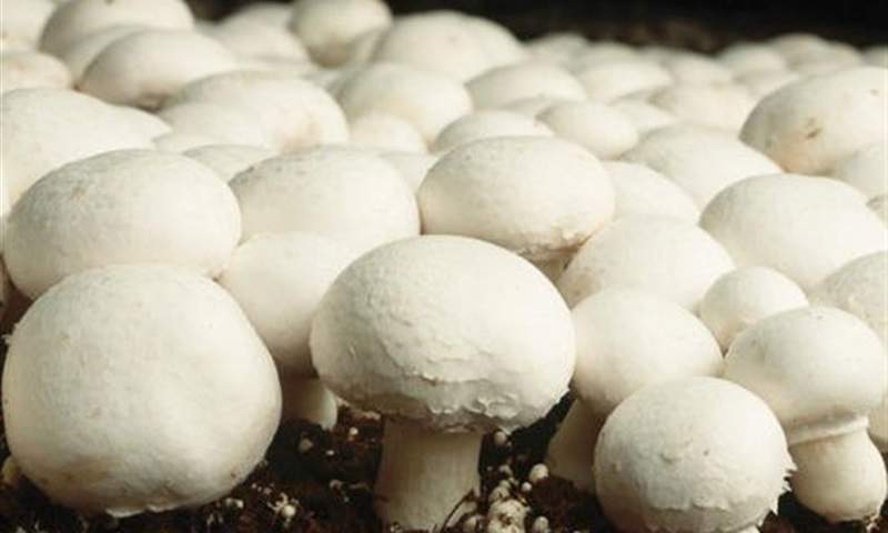چگونه مجوز پرورش قارچ بگیریم؟