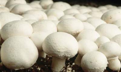 چگونه مجوز پرورش قارچ بگیریم؟