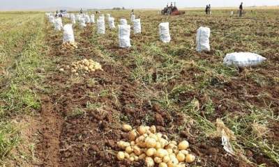 ۲۸۳ هزار تن سیب‌زمینی در کردستان برداشت می‌شود