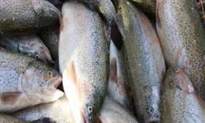 تولید ماهی سردابی در کردستان۵۰ درصد افزایش یافت