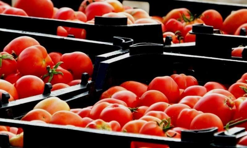 خرید توافقی سه هزار تن گوجه‌فرنگی در همدان