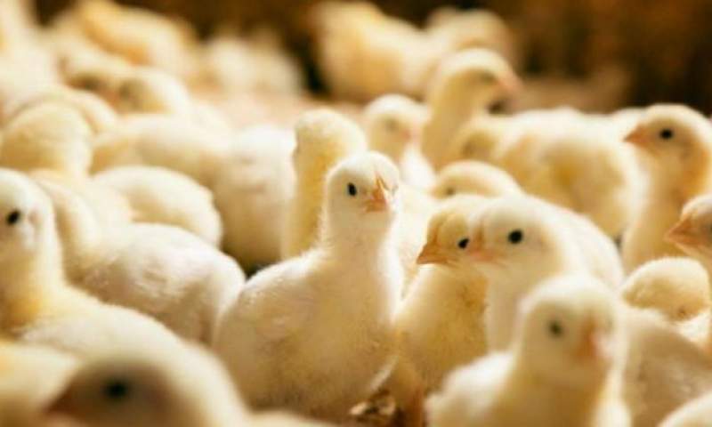 صادرات «پولت مرغ تخم‌گذار» بلامانع اعلام شد