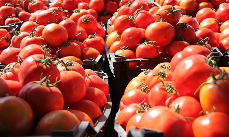 ۲۴۰ هزار تن گوجه فرنگی خرید تضمینی شد