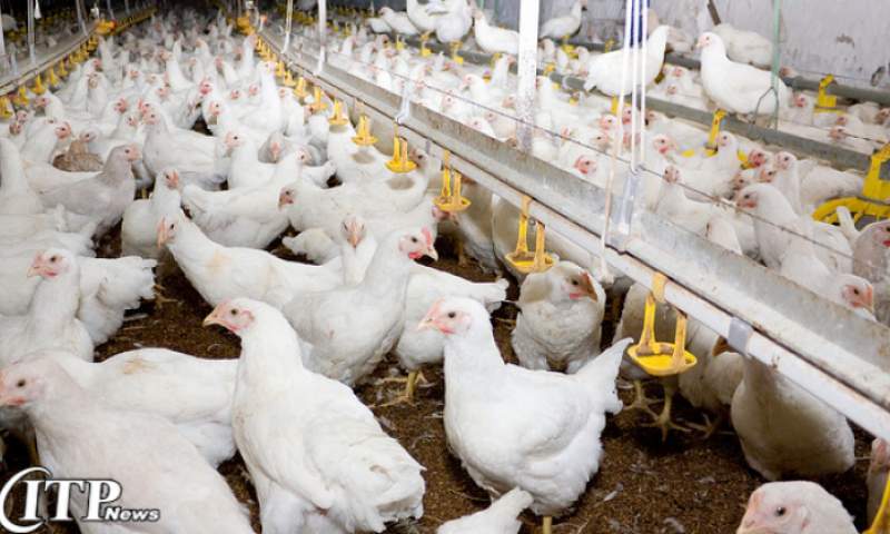 صدای زنگ خطر برای صنعت مرغ