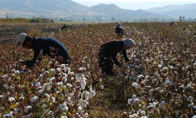 تولید ۳۰ هزار تن پنبه در استان اردبیل