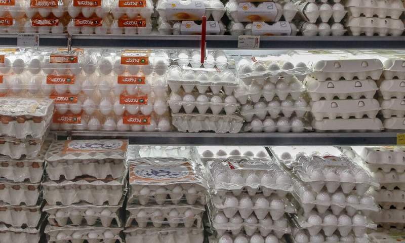 ظرفیت تولید تخم مرغ کشور به ۱.۳ میلیون تن رسید