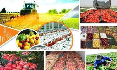تولید سه میلیون تن محصول زراعی در سیستان و بلوچستان