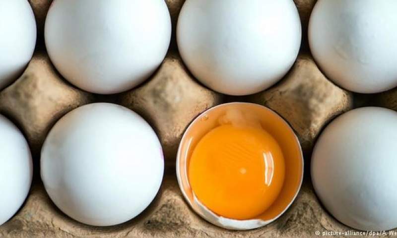تولید بیش از یک میلیون مرغ تخم‌گذار در همدان