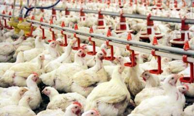 خودکفایی کشور در تولید گوشت مرغ