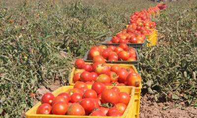 ۱۰ هزار تن گوجه فرنگی در آذربایجان‌شرقی خریداری می‌شود