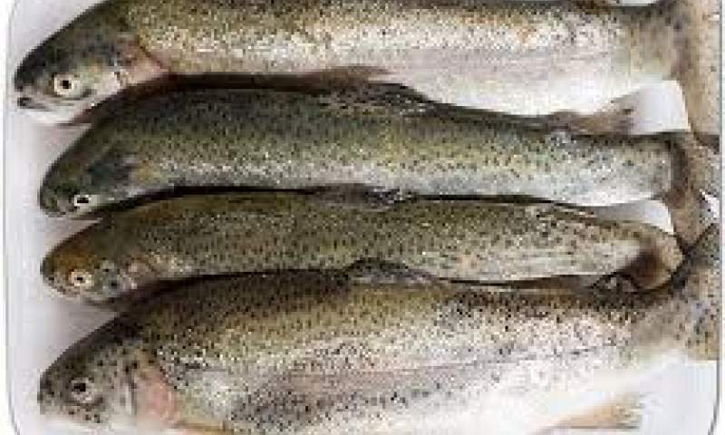 سهم ۲۱ درصدی ایران در تولید ماهی قزل‌آلا رنگین کمان در جهان