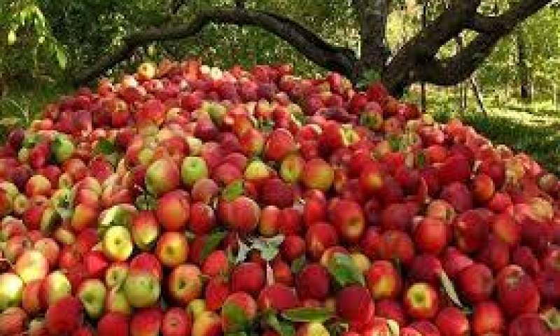 ۳۵۰ هزار تن سیب صنعتی آذربایجان غربی در صنایع تبدیلی مصرف می شود