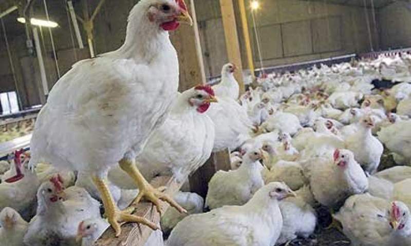 75 درصد مرغ تولیدی خراسان جنوبی مازاد بر نیاز است