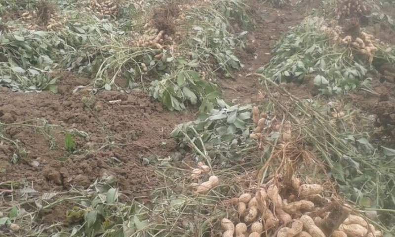 رکورد تولید بادام زمینی توسط کشاورزان پارس‌آبادی شکست