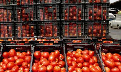 فزونی تولید و نبود بازار برای گوجه‌فرنگی