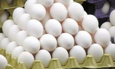 ۱۴ درصد تخم مرغ کشور در خراسان رضوی تولید می‌شود
