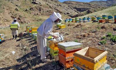 امسال ۳۰۰ تن عسل در استان سمنان تولید شد