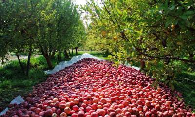 برداشت 50 هزار تن سیب از باغات هشترود