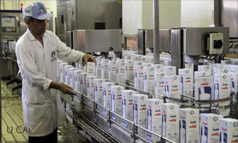 تولید ۱۱ میلیون تن شیرخام امسال در کشور پیش بینی شد