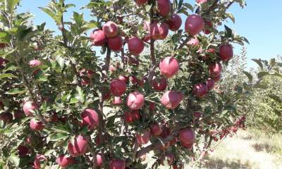 ۱۷۹هزار تن سیب در میانه تولید شد