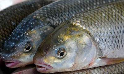 پیش‌بینی تولید ۲۰۰۰ تن ماهی قزل‌آلا در همدان