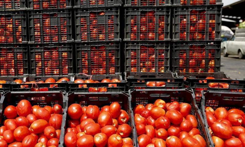 ۱۱۰ هزار تن گوجه‌فرنگی برای تولید رب در فارس خریداری شد