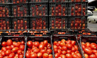 ۱۱۰ هزار تن گوجه‌فرنگی برای تولید رب در فارس خریداری شد