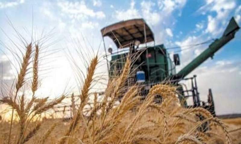 واردات گندم در سال رونق تولید