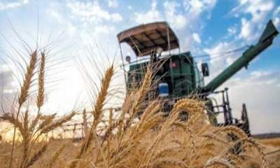 واردات گندم در سال رونق تولید