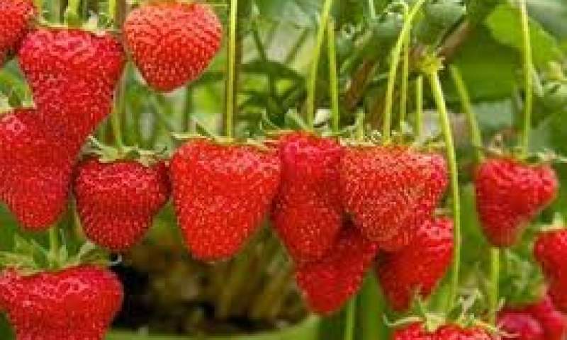 تولید سالانه بیش از ۹۰۰تن توت فرنگی گلخانه ای در گیلان