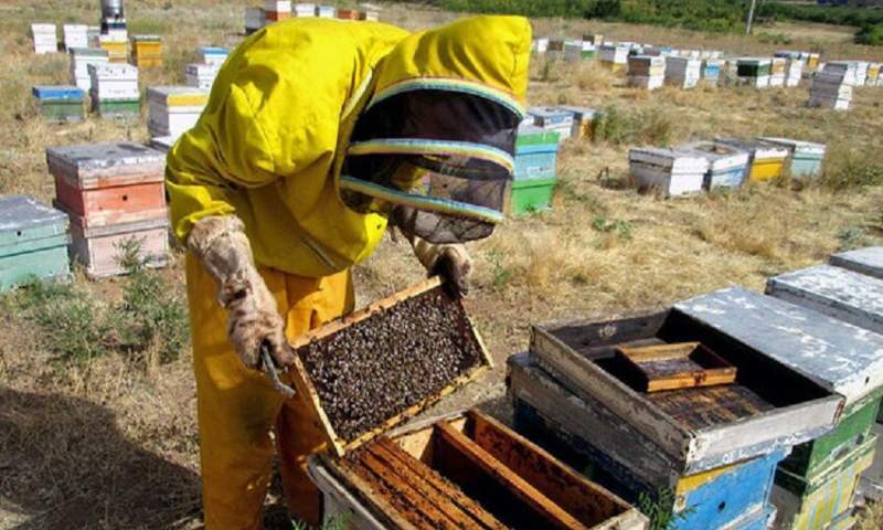 بیش از ۲۰۰ تن عسل در مریوان تولید شد