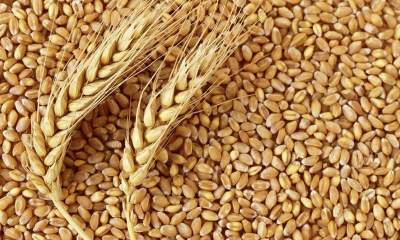 زور تولیدکنندگان به واردات چی‌های گندم نرسید