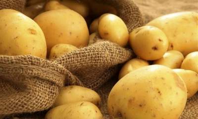 برداشت سیب‌زمینی در دامغان ۳ هزار تن برآورد می‌شود