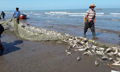 افزایش ۴۰درصدی صید ماهیان استخوانی در مازندران