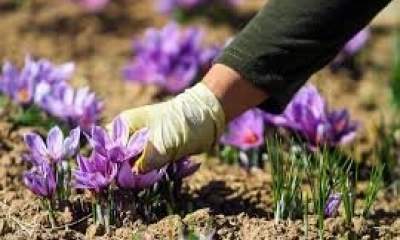 پیش‌بینی برداشت یک هزار و 600 کیلوگرم زعفران در نطنز