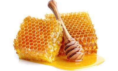افزایش ۳۱ درصدی تولید عسل در خراسان شمالی