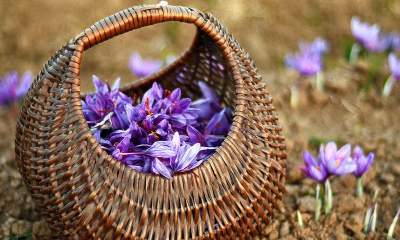 تولید 400 تن گل زعفران در مزارع قوچان