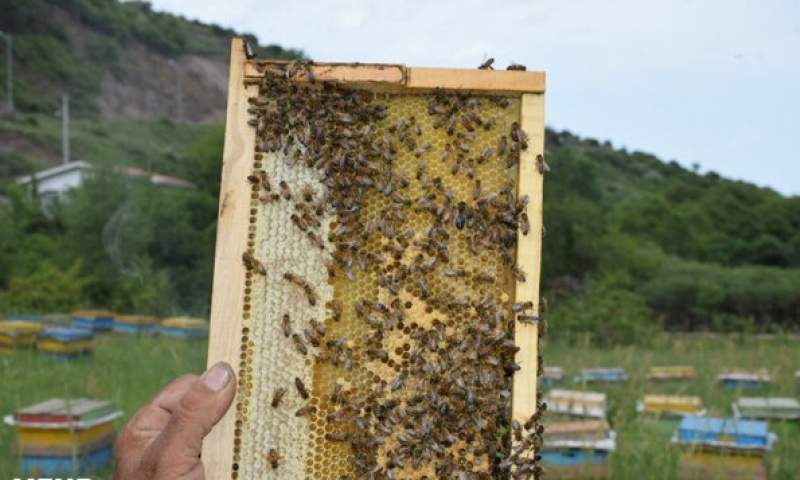 انتقاد زنبورداران از اجباری شدن بیمه کلونی‌ها