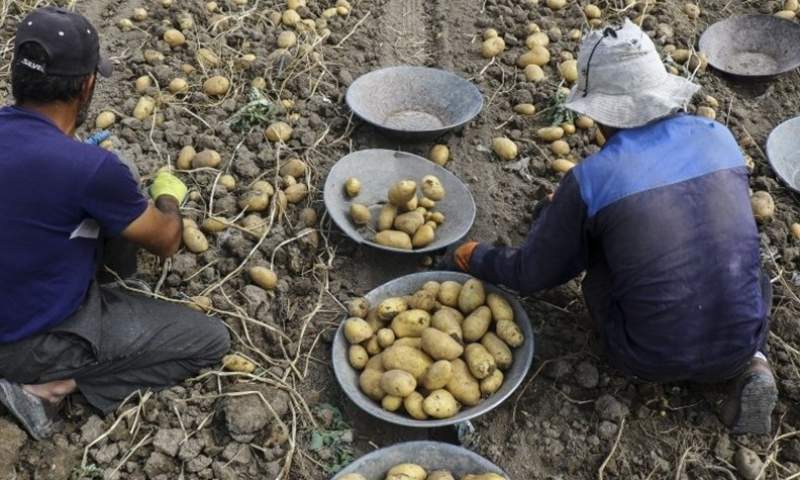 رفع ممنوعیت صادرات سیب زمینی و رب گوجه‌