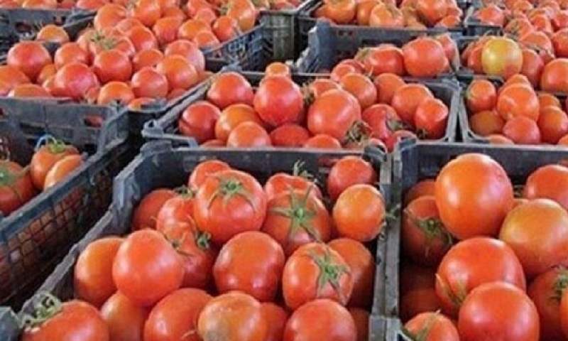 جزئیات صادرات گوجه فرنگی به پاکستان