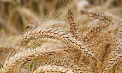 قیمت گندم یکساله ۳۲.۵ درصد افزایش یافت