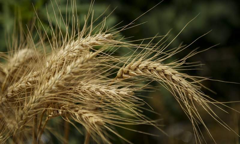 واردات گندم زنگ خطر جدی برای امنیت غذایی کشور