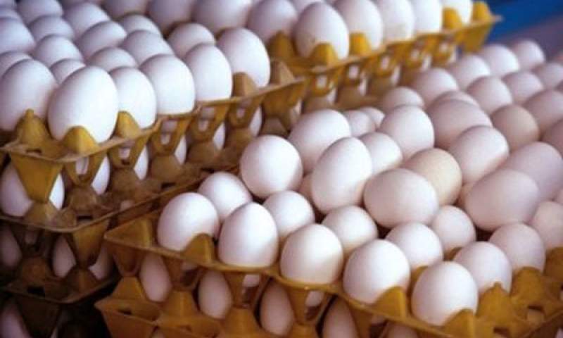 افزایش تقاضا دلیل گرانی تخم مرغ