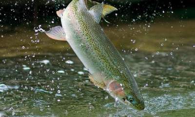افزایش تولید ماهی در خلخال