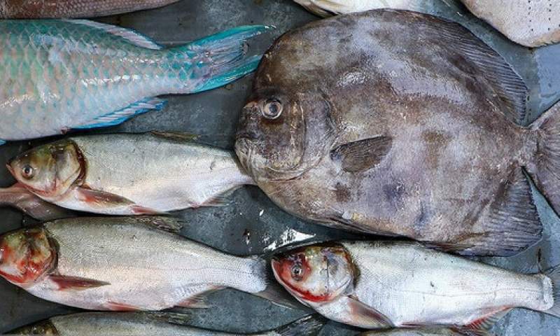 برداشت ماهی از استخرهای زهک