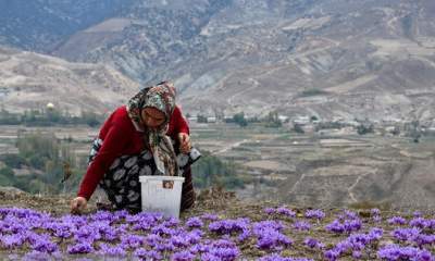 پیش‌بینی برداشت ۱۲۰ کیلوگرم زعفران در شهرستان رفسنجان