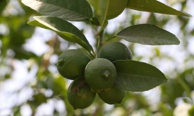 تولید نهال لیموی پارسی مقاوم در برابر جاروک
